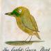 The Light Green Bird, from 'Sixteen Drawings of Comic Birds'